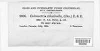 Pleonectria chlorinella image